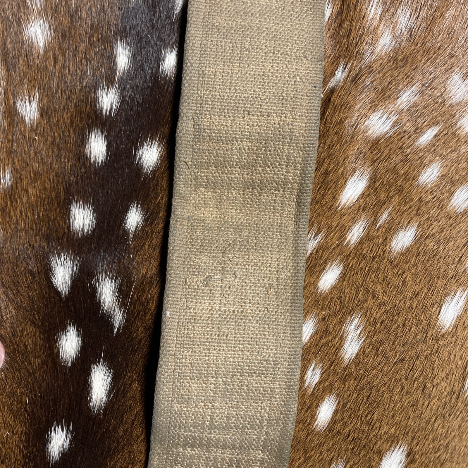 SPANISH AMERICAN WAR U.S. KRAG AMMO CANVAS BELT 45 SLOTS 30-40 Krag ?