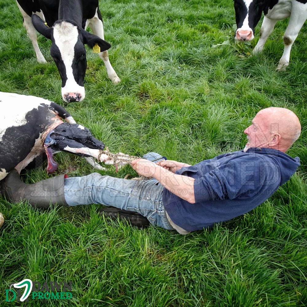 3 Pcs OB Calf Pulling Hook & 45" 60" Chain Set Veterinary Instruments