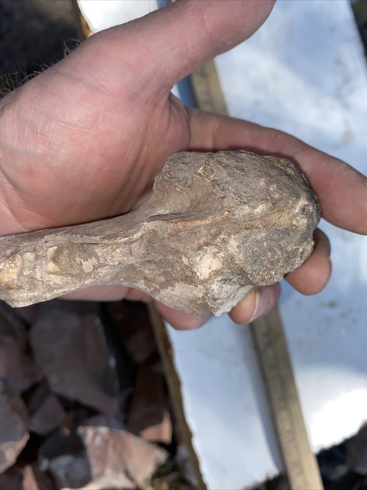 Structural dinosaur bone