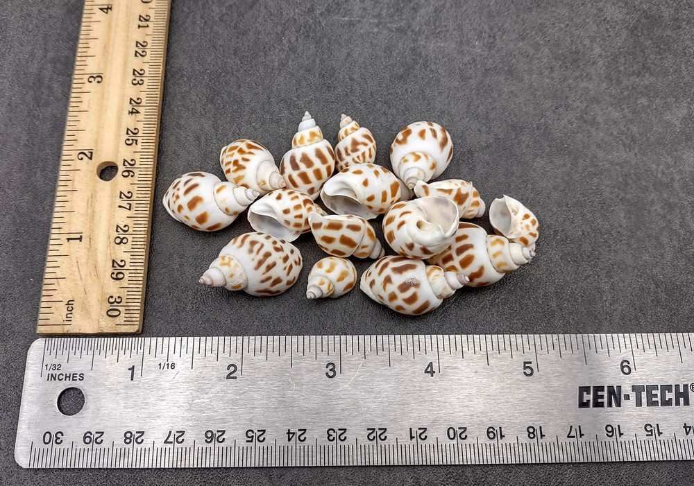 Areola Babylon Seashells Tan Spotted (15 shells approx. 0.75+ inches)