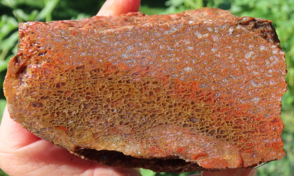 Fossil Dinosaur Gem Bone Specimen -DS78-Jurassic/Morrison Formation