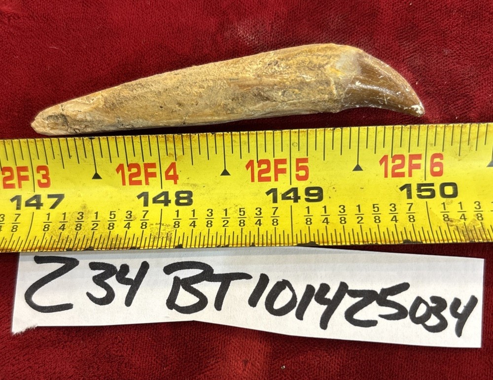 BASILOSAURUS TOOTH FOSSIL Late Eocene 40 Mi Yrs Old Artiodactyl 3”