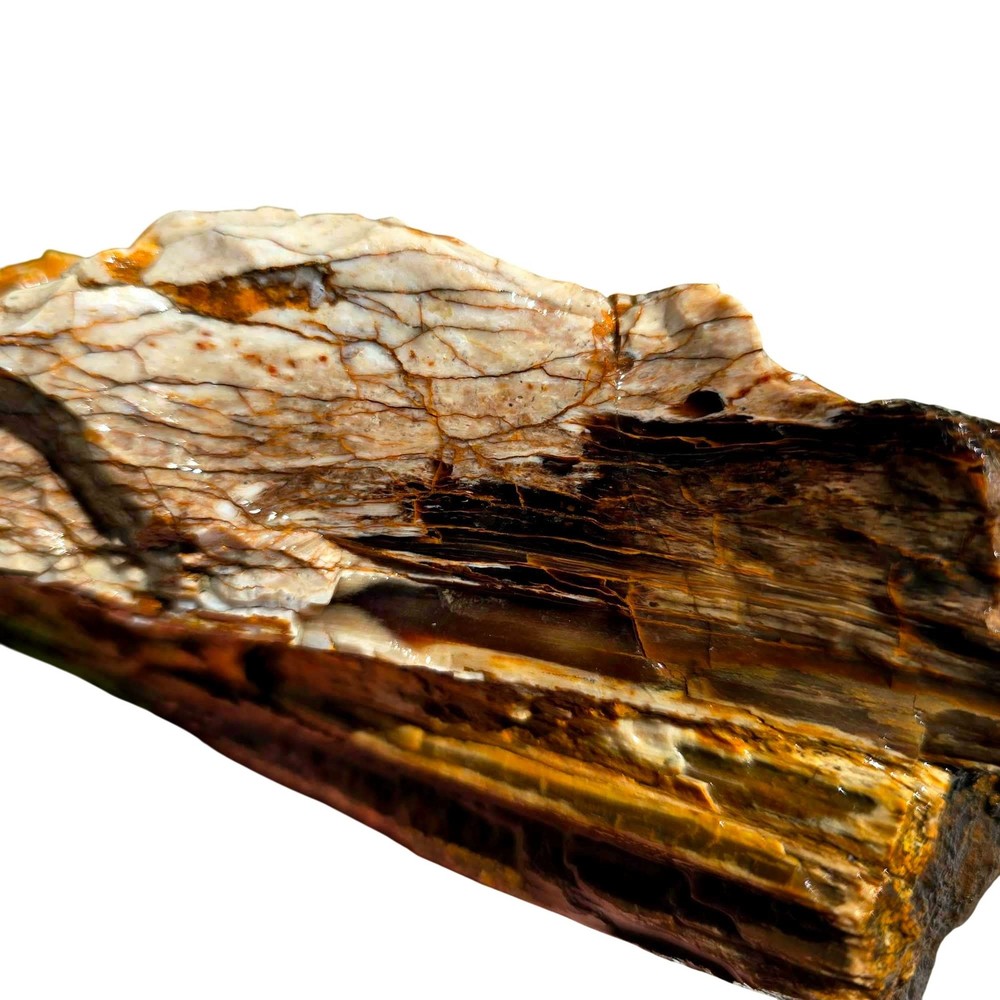 Pacific Northwest Petrified Wood Random Pull Saddle Mountain