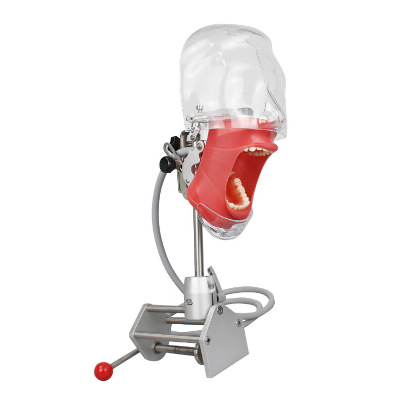 Dental Simulator Manikin Phantom Head Model w/ Bench Mount for Dentist