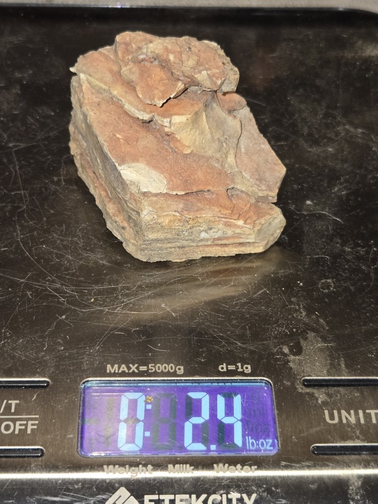 Unique & Naturally Shaped Petrified Wood Display Piece!