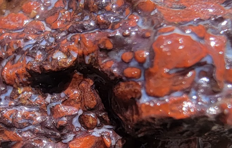 3.06lbs Small Medium agotized Dino Bone Reds
