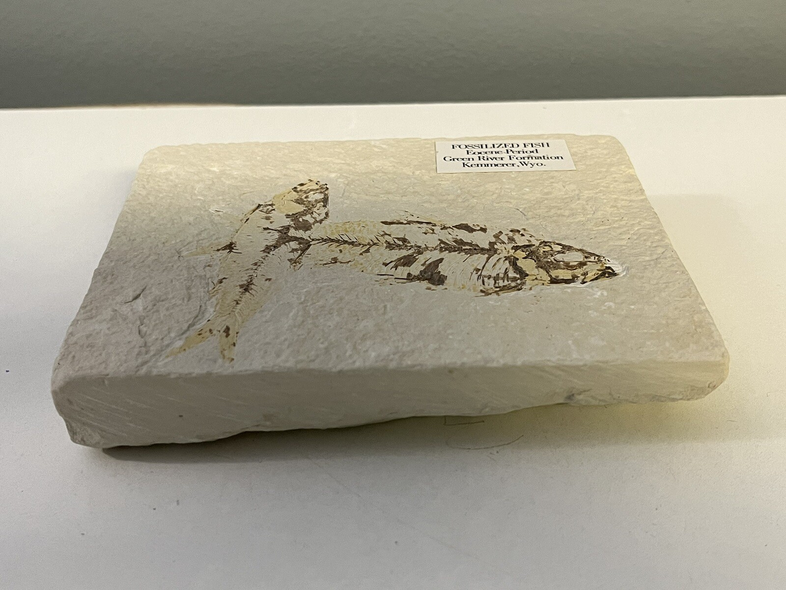 Fossil Fish Eocene Period - Green River Formation Kemmerer Wyoming Double Fossil