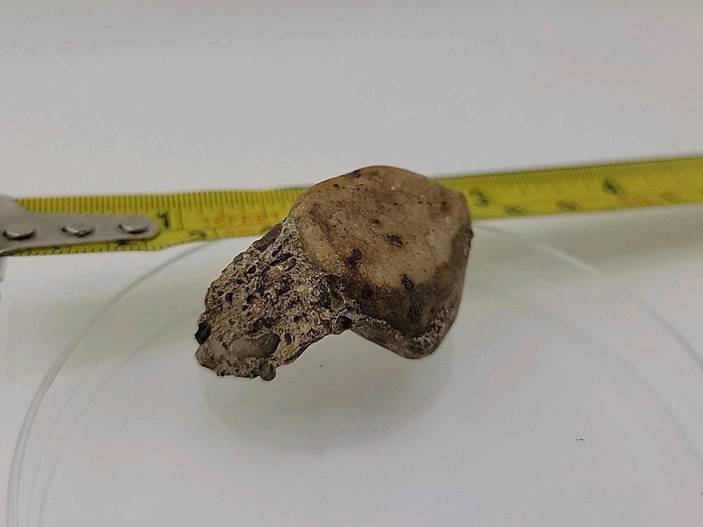 Fossilized Dinosaur HAND CLAW/Knuckle Bone Permineralized Fossil