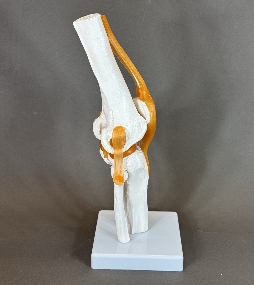 Human Knee Joint Model with Flexible Ligaments, Anatomically Correct
