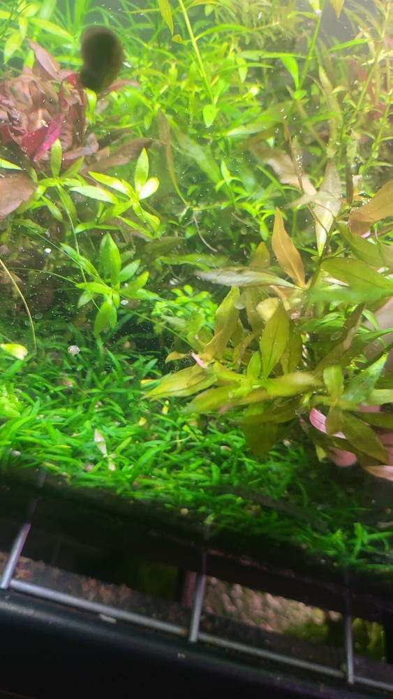 Aquatic Plant Pack (Low Tech)
