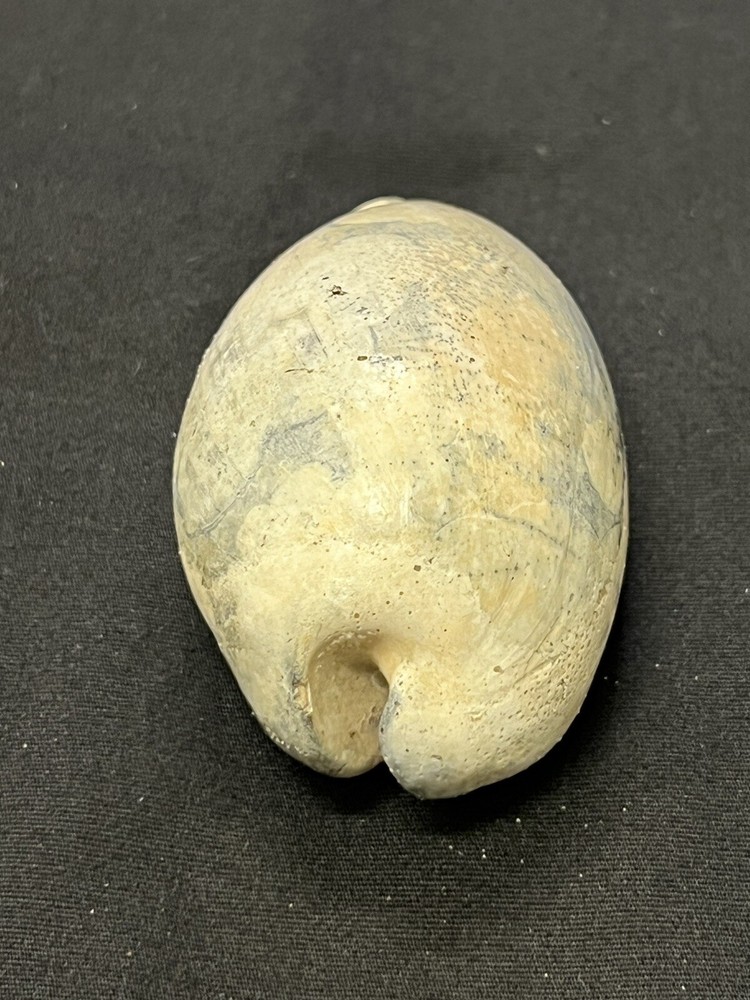 EXTINCT Fossilized COWRIE Shell From Central Florida - Pliocene Era.