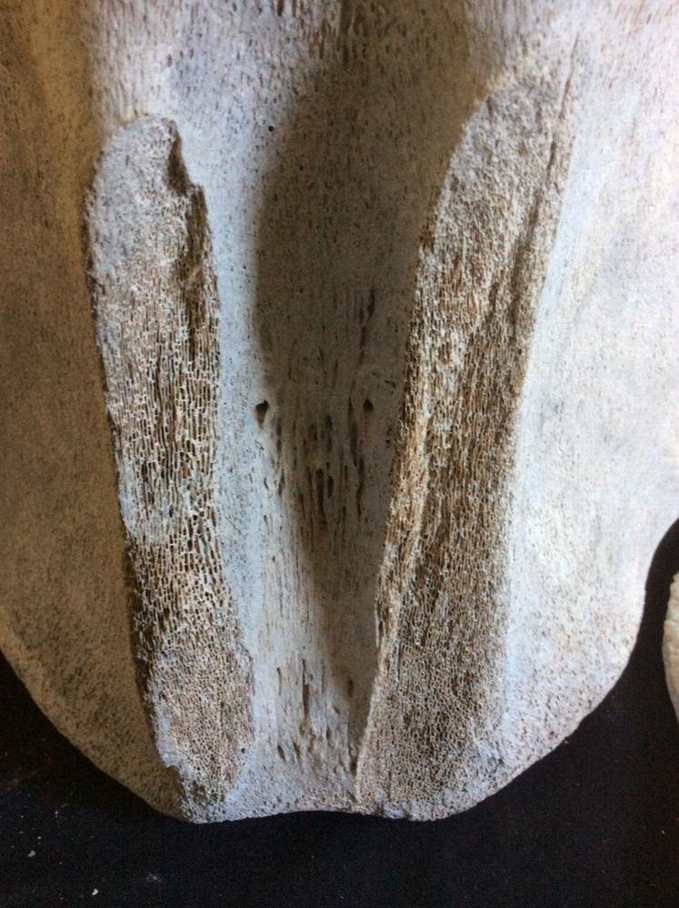 ANTIQUE AUTHENTIC FOSSILIZED H. B. WHALE VERTEBRE & INTERVERTEBAL DISCS