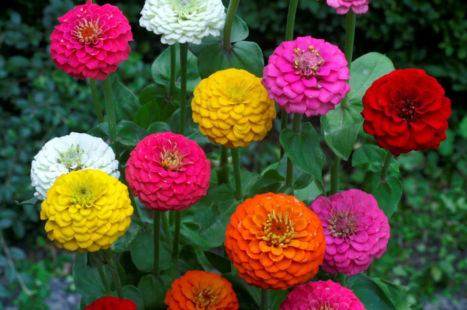 Lilliput Zinnia Seeds Mix, Zinnia Elegans, NON-GMO, Colorful, FREE SHIPPING