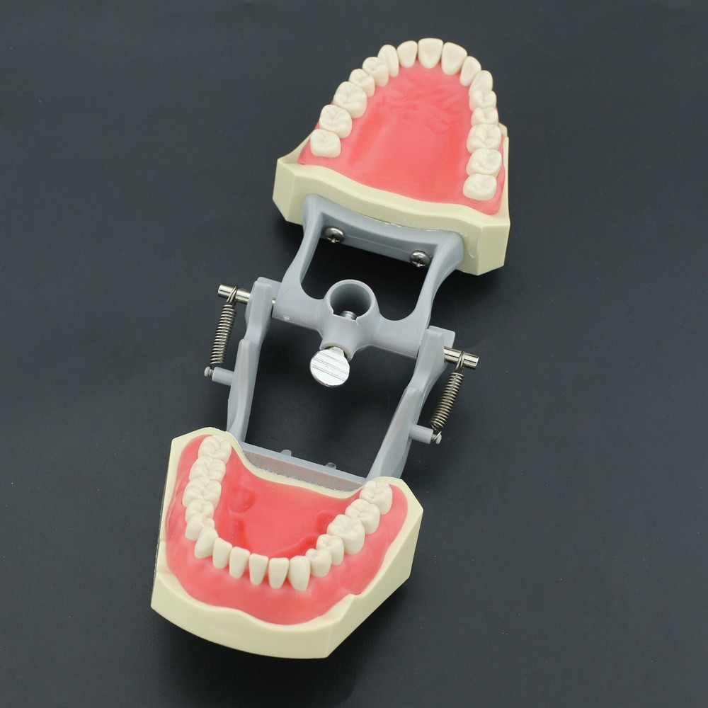 Columbia 860 Type Dental Typodont Teaching Exam Model 32PCS Teeth Removable