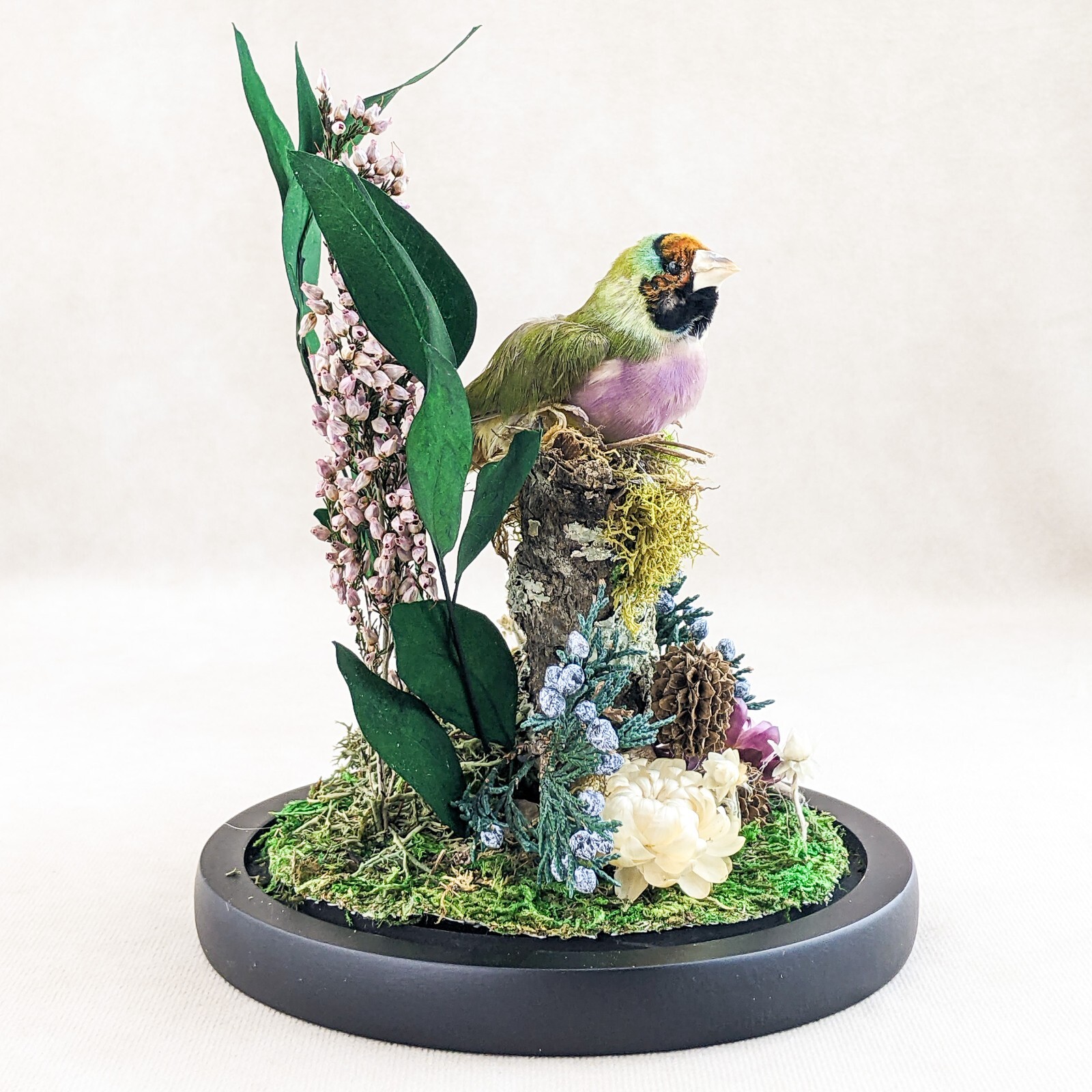 Gouldian Finch Glass Dome Floral Display Taxidermy Oddities Curiosity decor gift