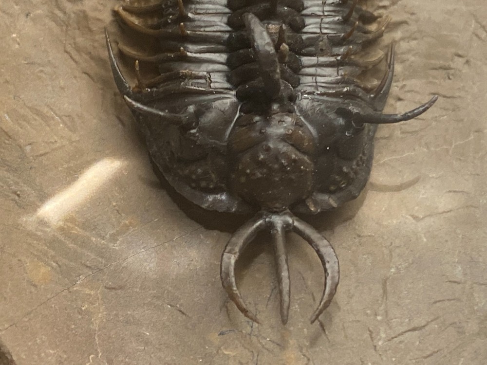 walliserops hammii & phacops