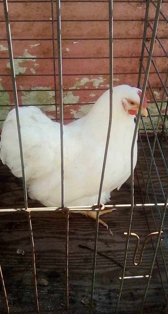 12+ white wyandotte bantam Hatching Eggs