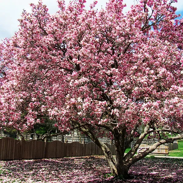 Saucer Magnolia Tree 4" pot