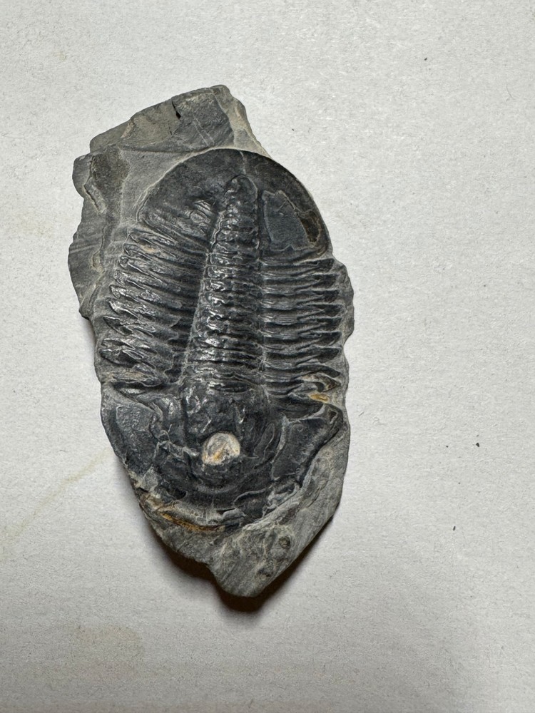 ASAPHICUS TRILOBITE FOSSIL ON MATRIX