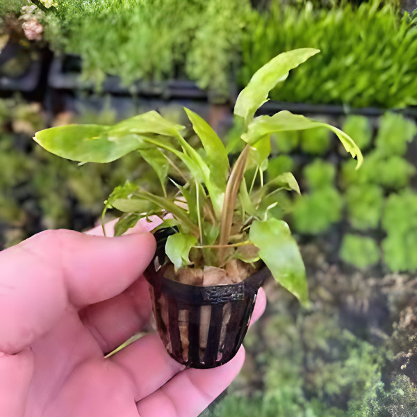 Premium Assorted Green Plant Pack - 6 Pack