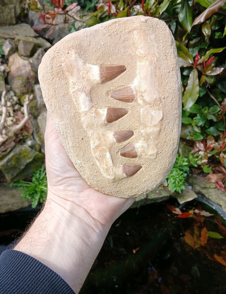 Fossil Mosasaur Jaw Dinosaur Teeth double composite