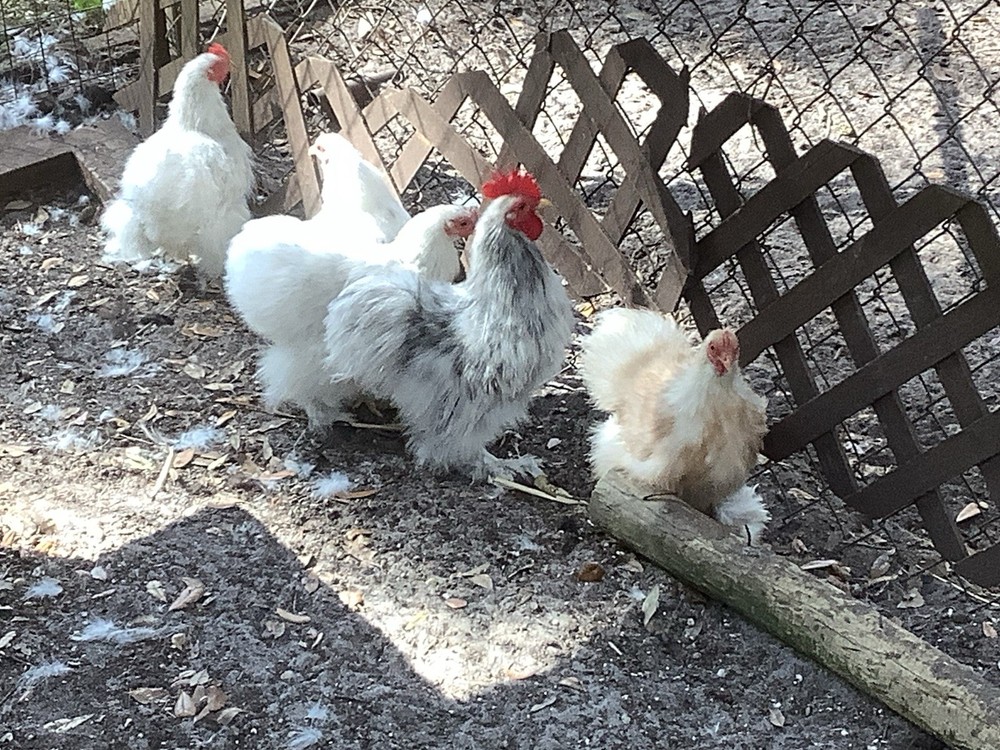 Silkied Bantam Cochin Eggs 12