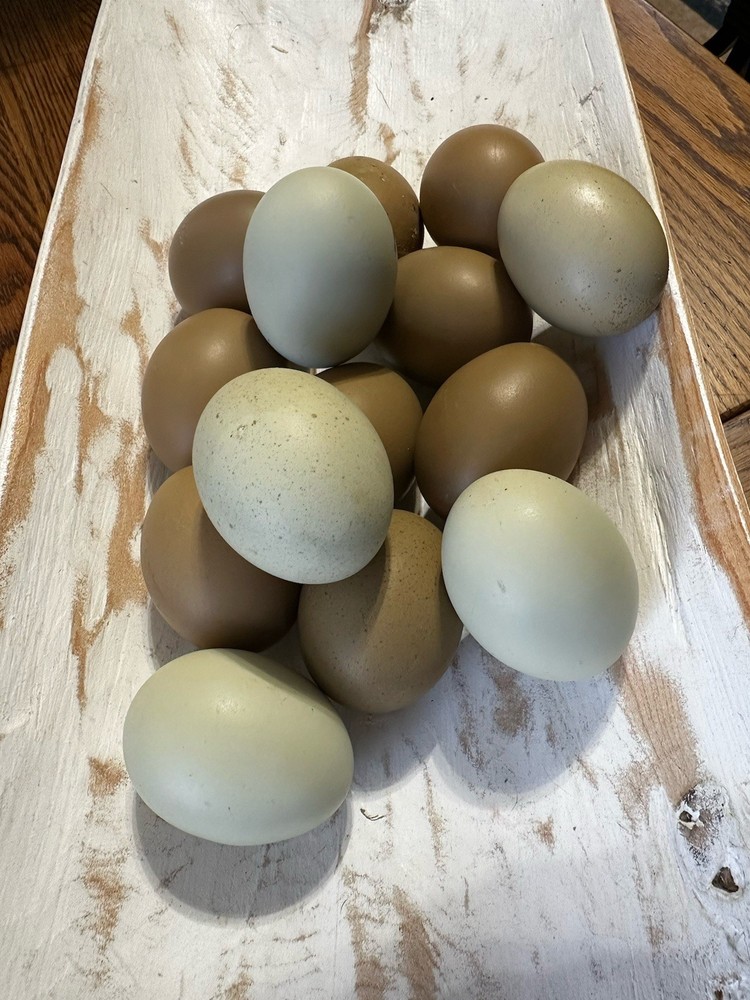 4+2  Hatching Eggs Olive Egger, Easter Egger Avian Flu neg NPIP Dark green eggs