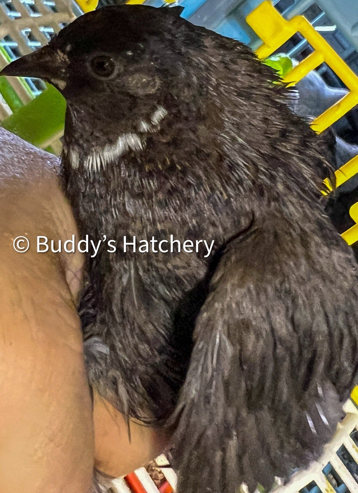 24 Button Quail Fertile Hatching Eggs Quail