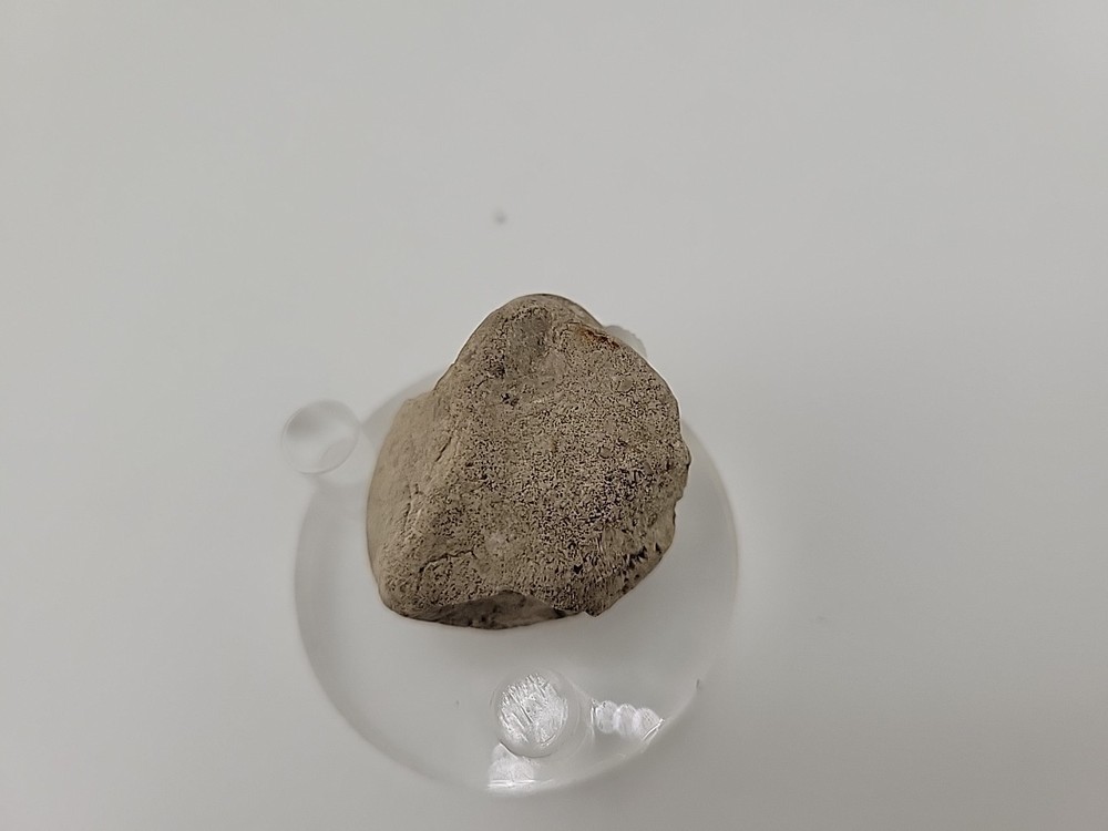 Egg Fossil Permineralized