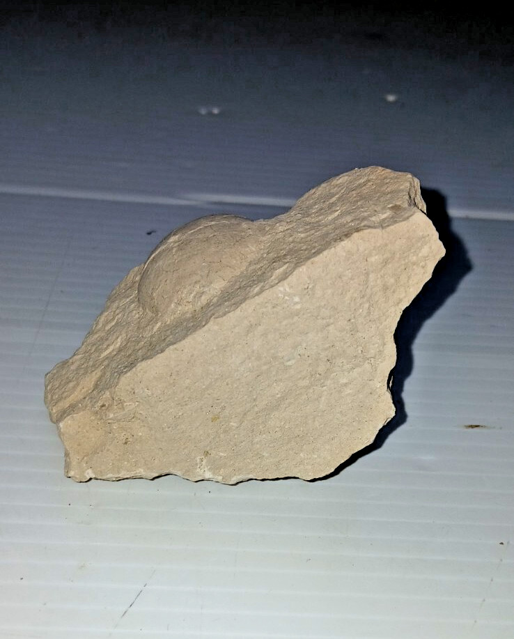 Turtle Egg Fossil?