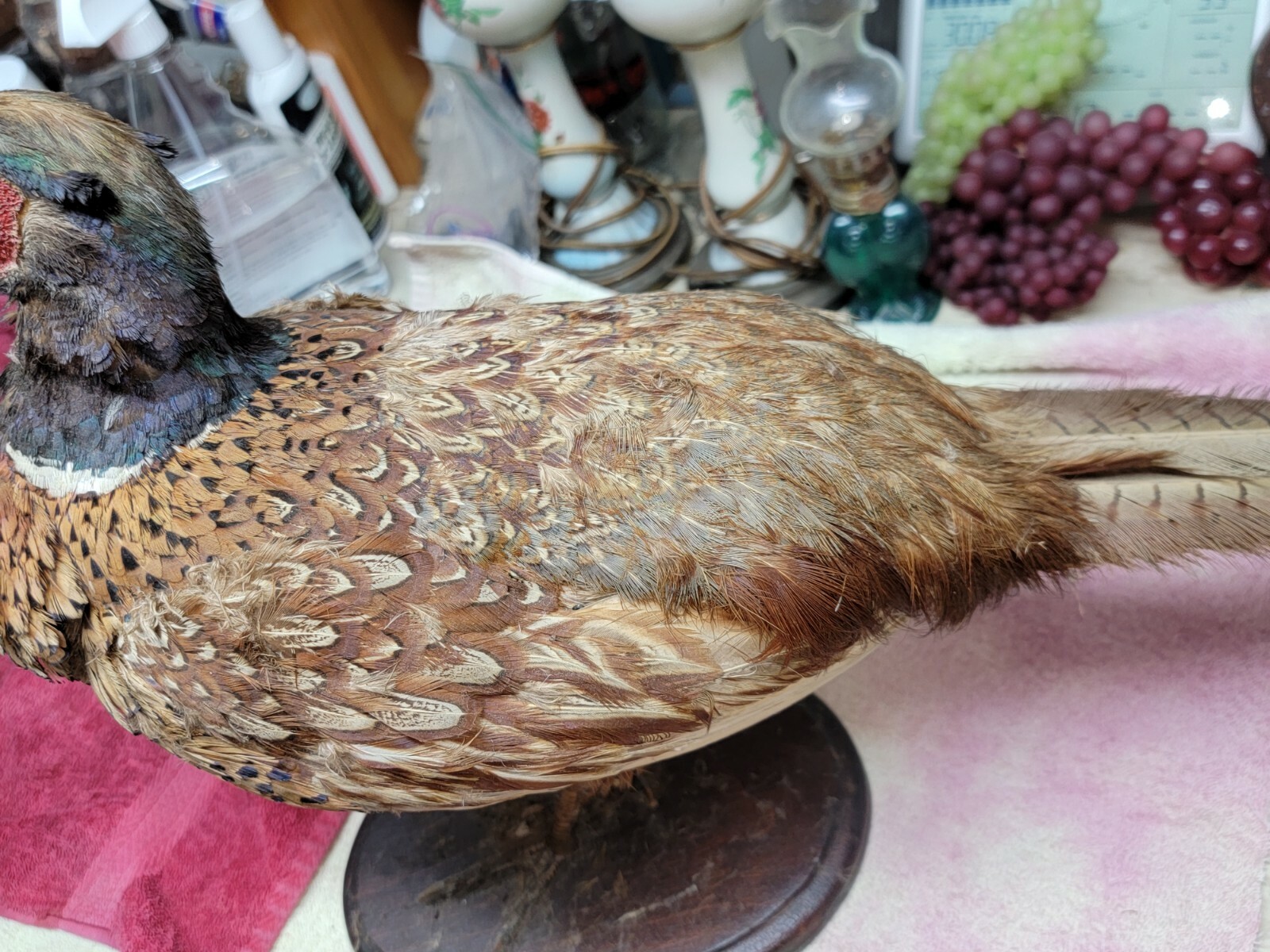 Female Hen Ringneck Pheasant Hen Taxidermy Mounted Plack/ Beautiful 😍 Colors