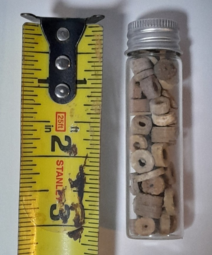 Lot of Crinoid Fossils in Jar 3" Tall