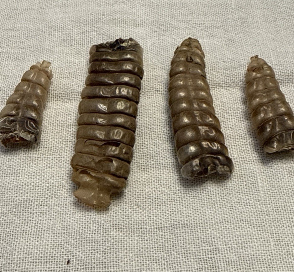 Rattlesnake Rattles ~ Lot Of 4 Rattles