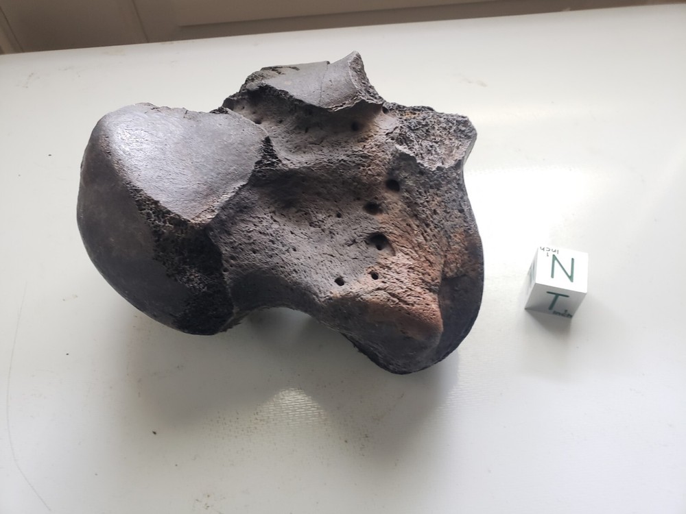 Eremotherium Foot Bone