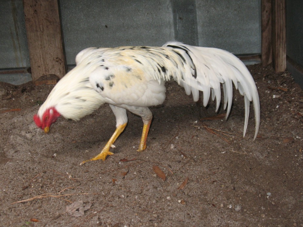 12 ASSORTED WAHL ASIL EGGS