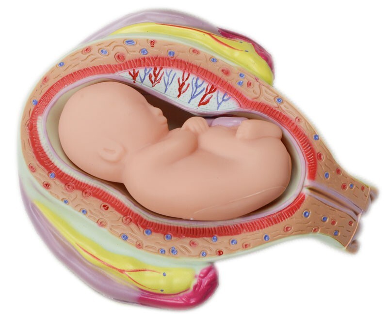 Human Anatomical Teaching Model PVC Embryo Development Process Education