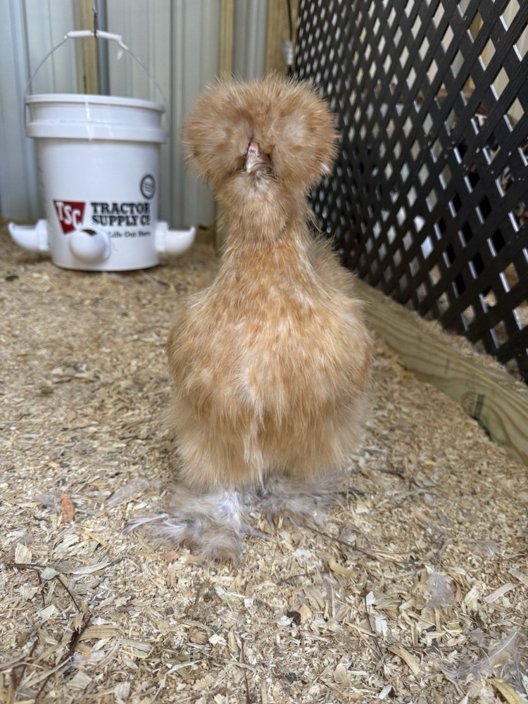 Lemon Cuckoo Silkie Hatching Eggs (12)