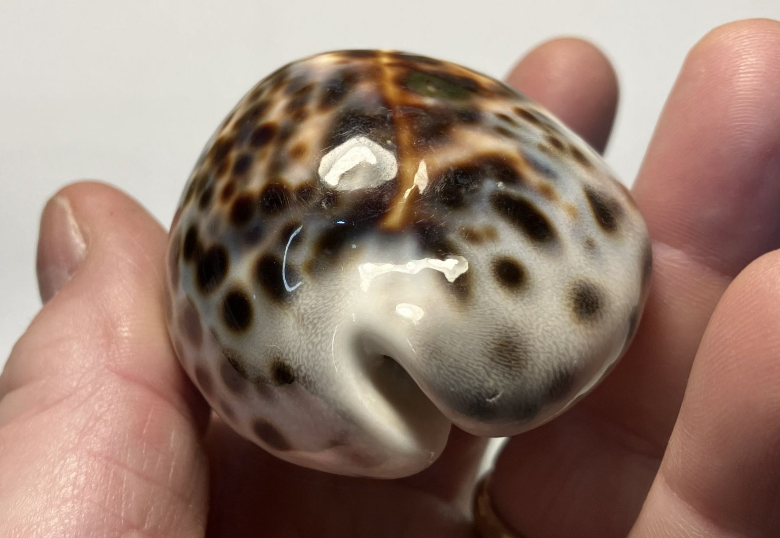 Cypraea tigris. tiger cowrie. Collected in the Philippines . Great Shape. 75mm