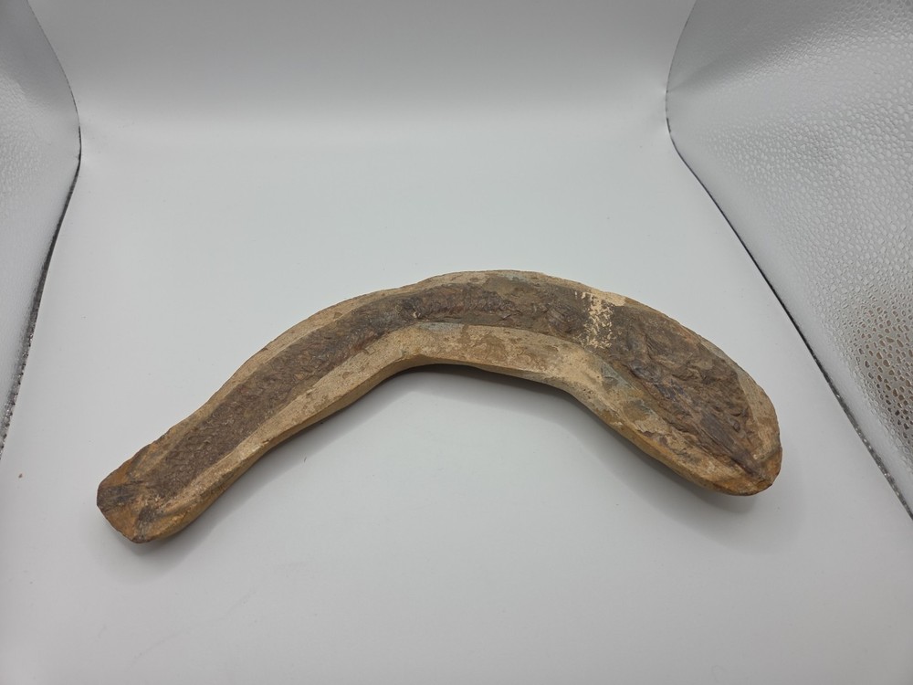 Fossils NICE BRAZILIAN FISH - DETAILED – VINCTIFER