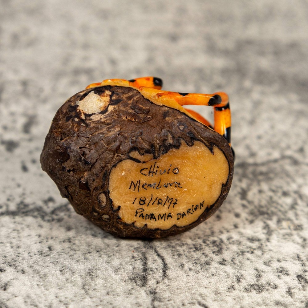 Fully Undercut Poison Dart Frog Tagua Carving