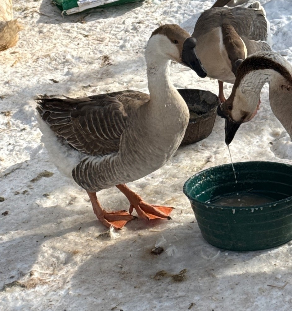 4+ Brown Chinese Geese Hatching Eggs- Fresh- Free Range