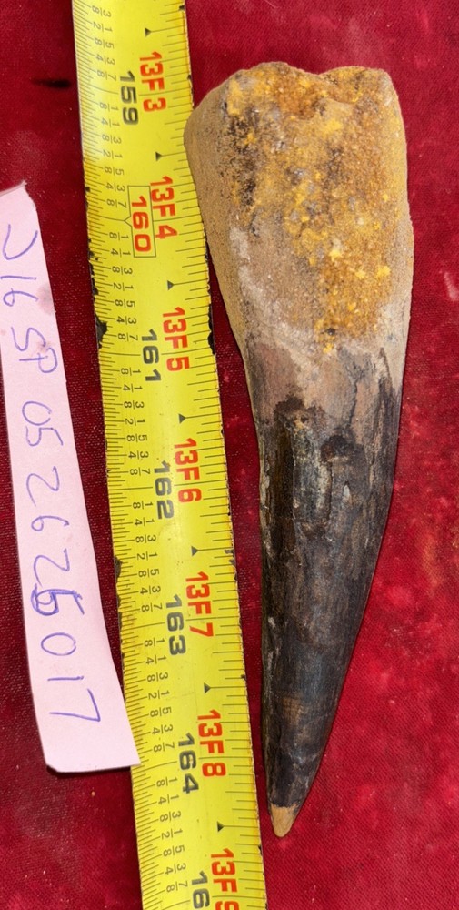 Authentic 5 5/8” Spinosaurus Tooth Fossil