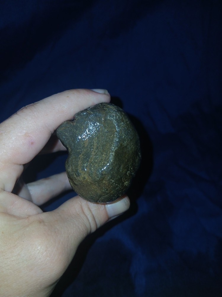 12.2 oz Petrified Wood