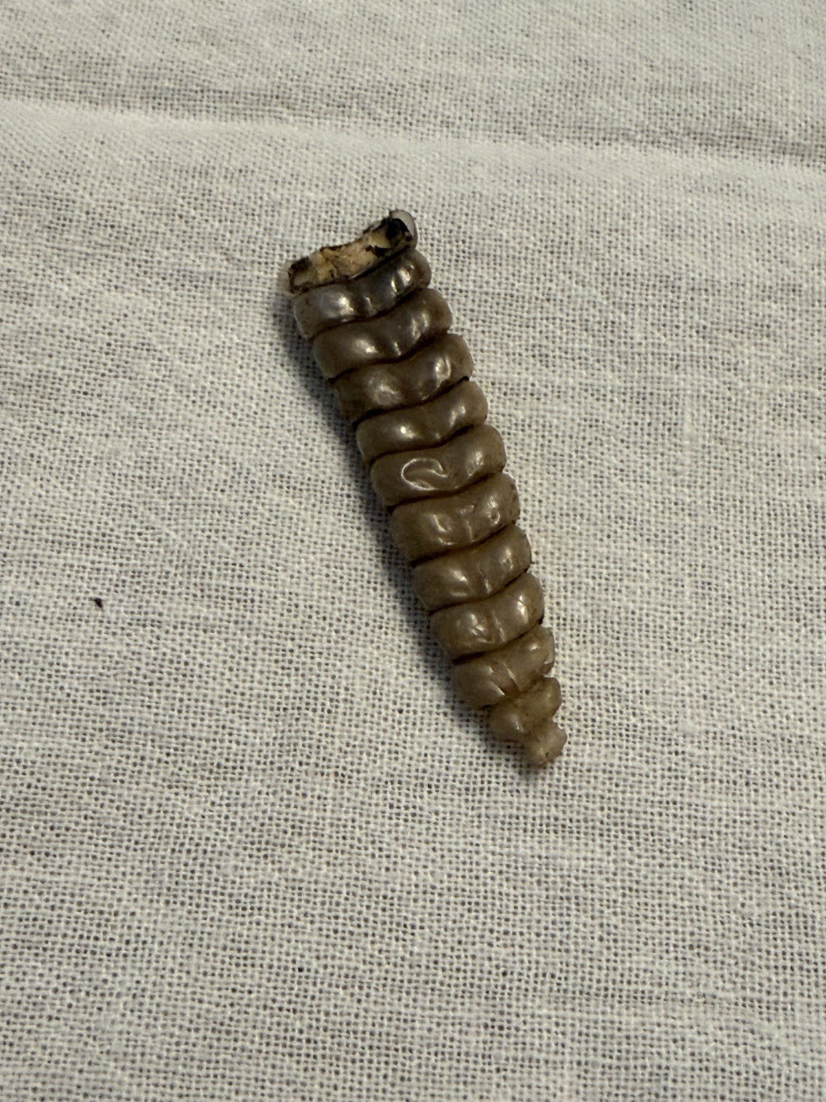 Rattlesnake Rattles ~ Lot Of 4 Rattles