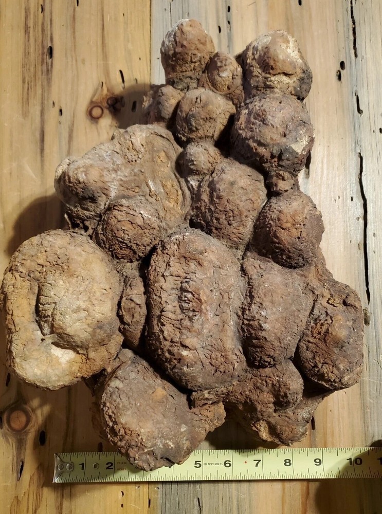 Fossil Coprolite 25lbs Dinosaur Dung Poop