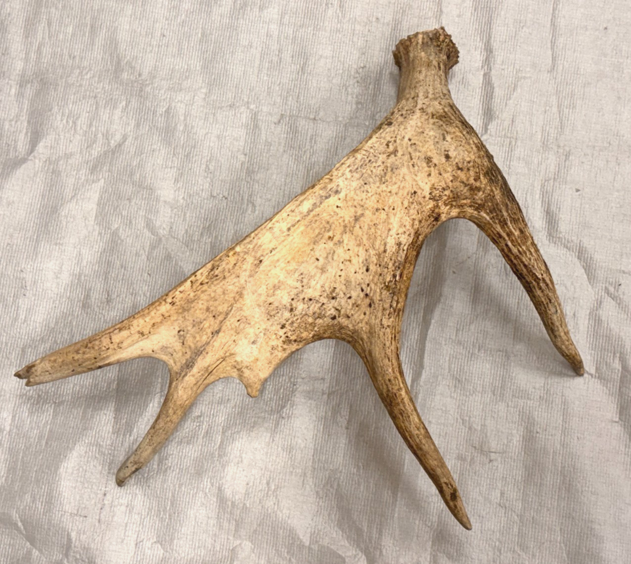 Real moose antler craft natural art antlers decor rustic home cabin gift display