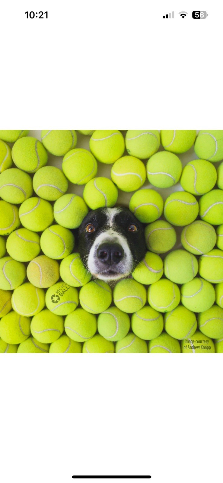 100 Used Tennis Balls - LOW COST DOG BALLS FREE SHIPPING