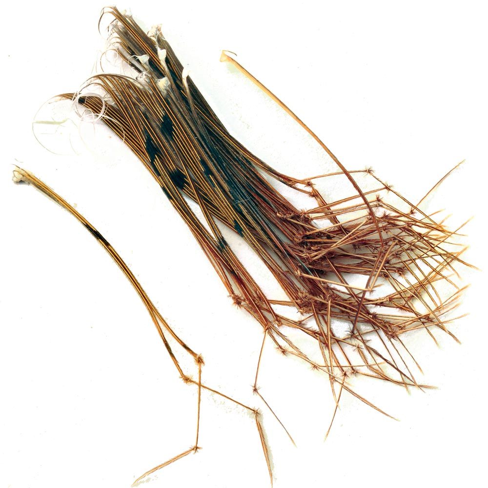 Daddy Long Legs - Fly Tying Material - Veniard
