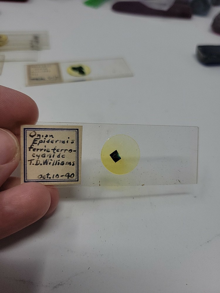Vintage Microscope Slide 1940