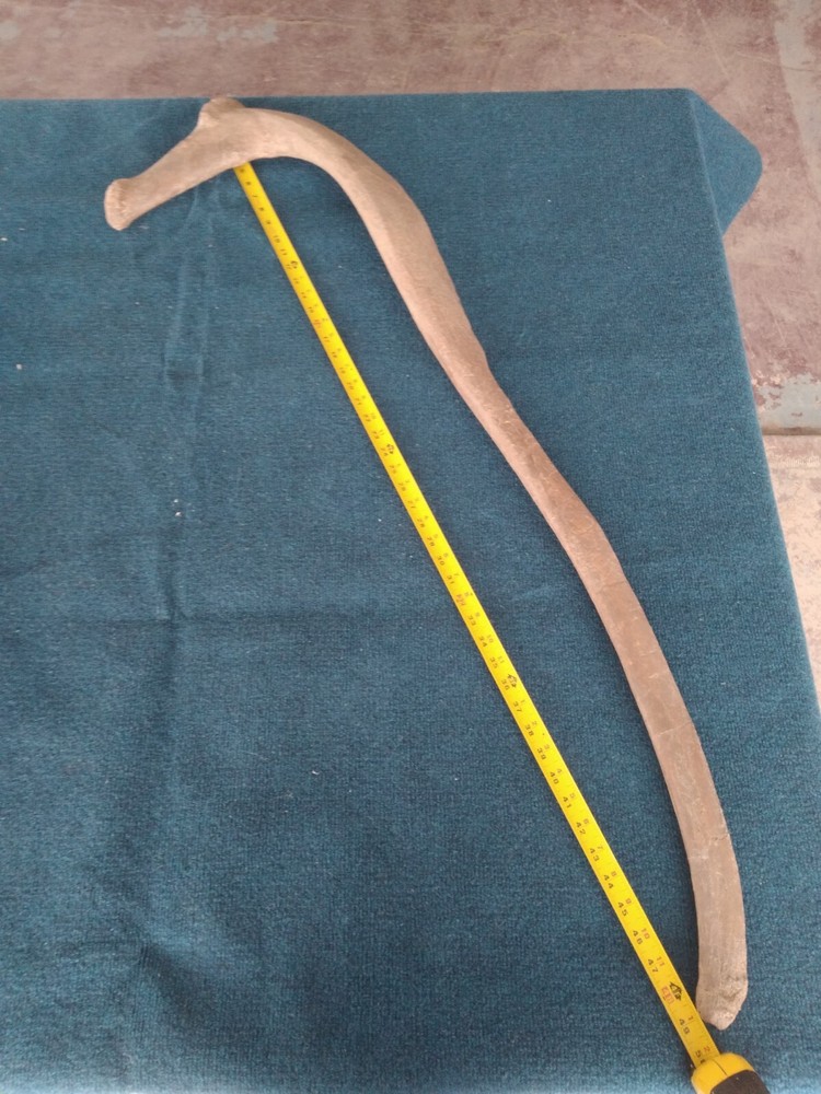 Triceratops Rib cast replica